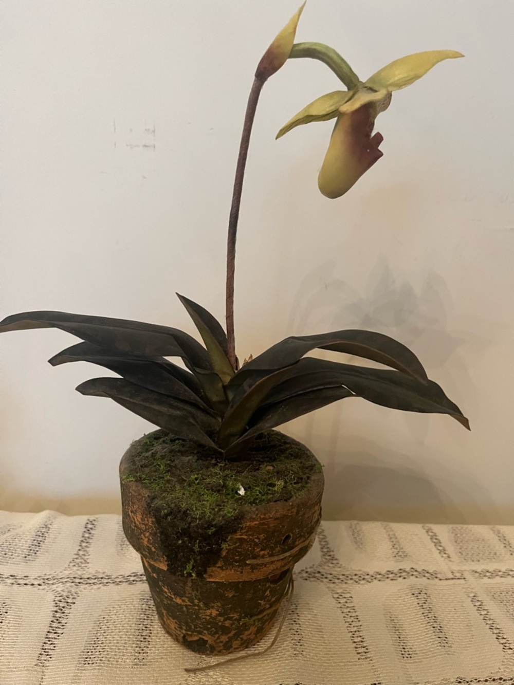 Realistically looking Lady Slipper Orchid Plant in Pot.